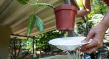 Dengue: 75% dos criadouros estão dentro das residências